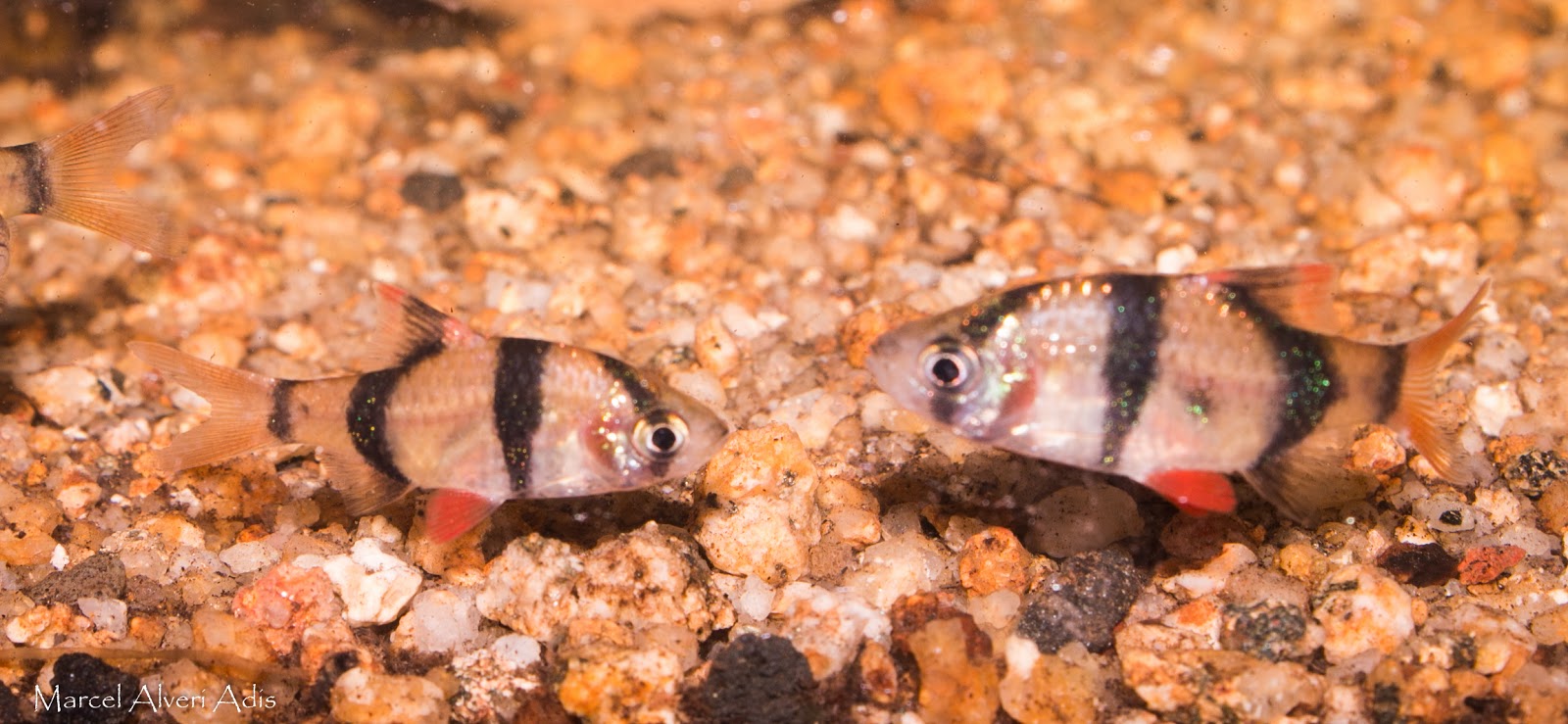 Ихтиофтириоз Барбус суматранский